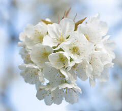 Fleurs de cerisier