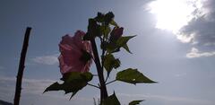 Hibiscus des marais jeu d'ombre et de lumière