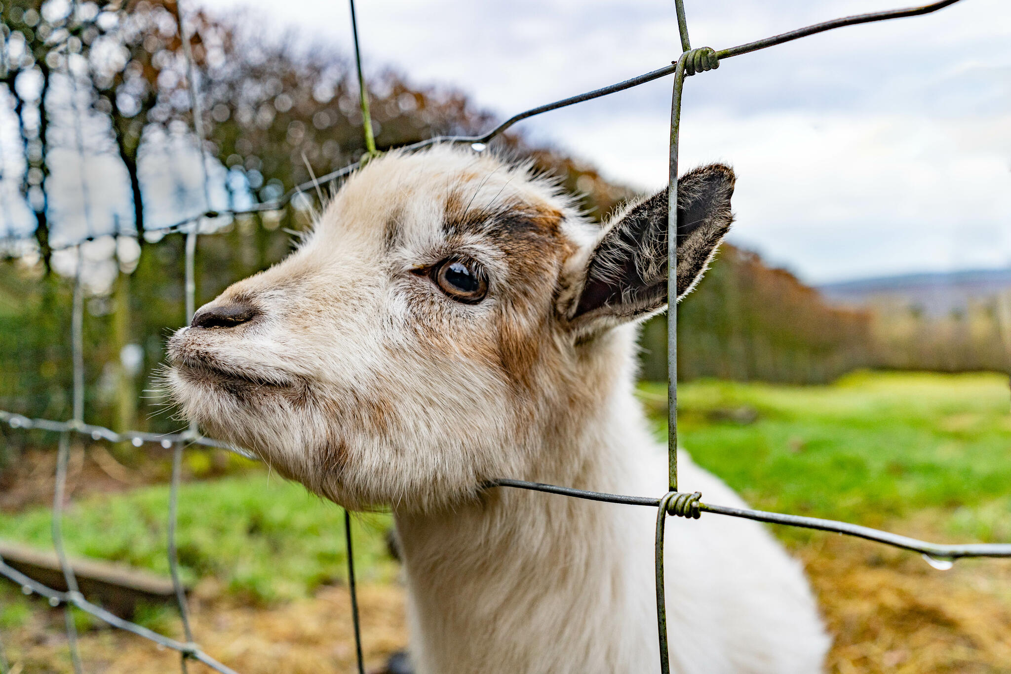 Coucou ! [Photo de François Piette]