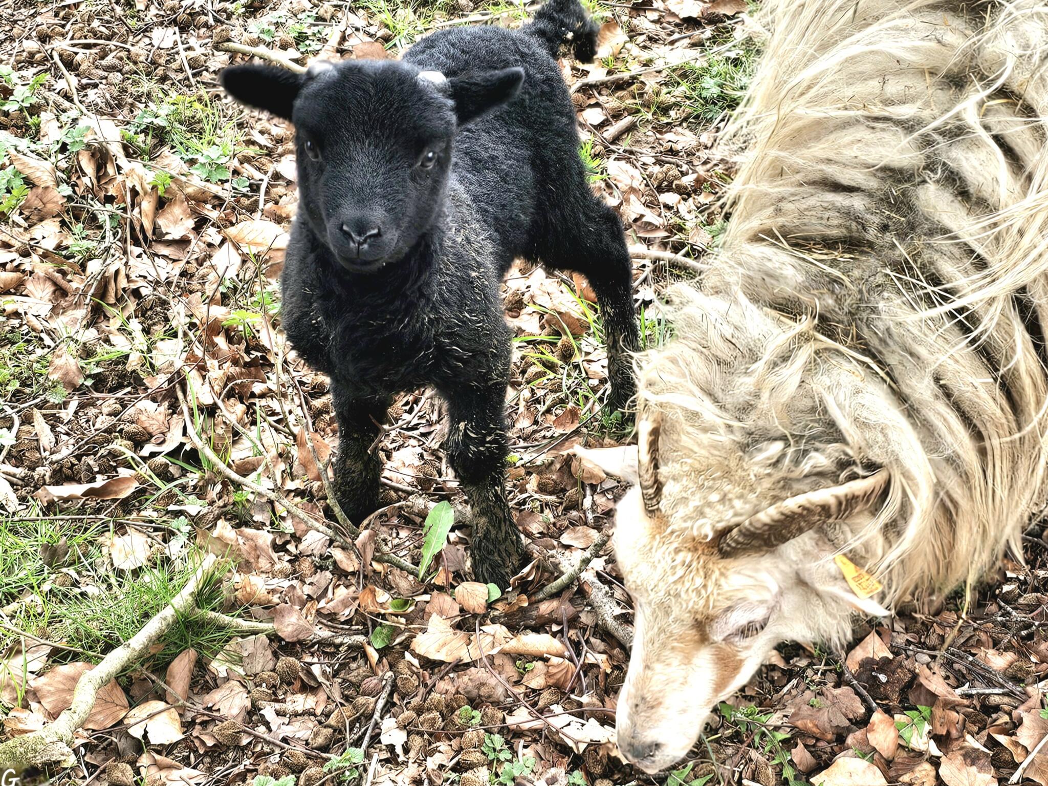 Cherchez l'intrus ! [Photo de Geneviève Legay]