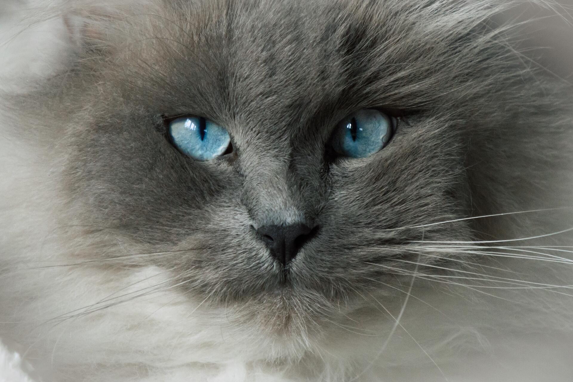 Regard Persan [Photo de Dominique Franssen]