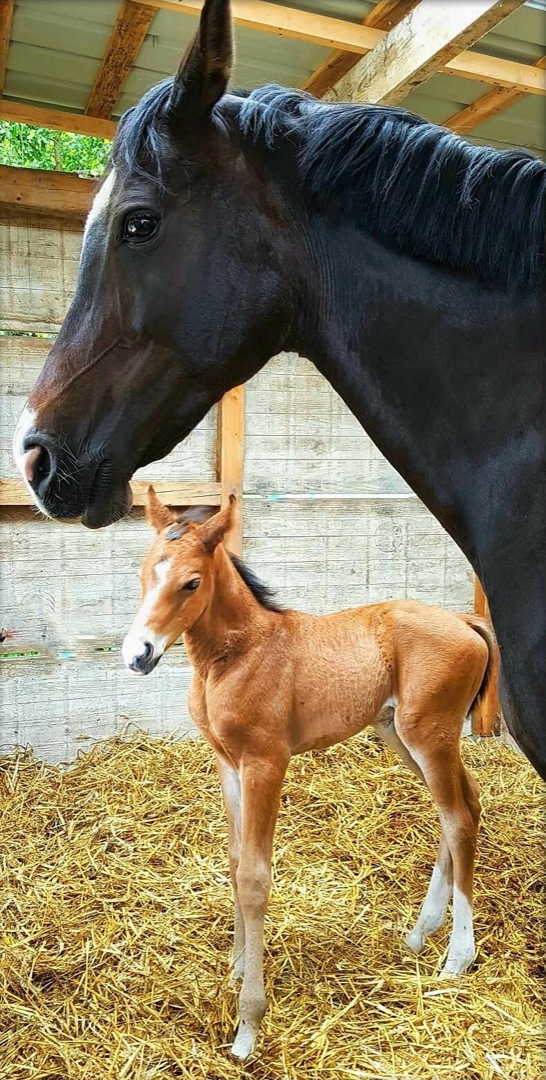 Chagal [Photo de Suzy Louvieaux]