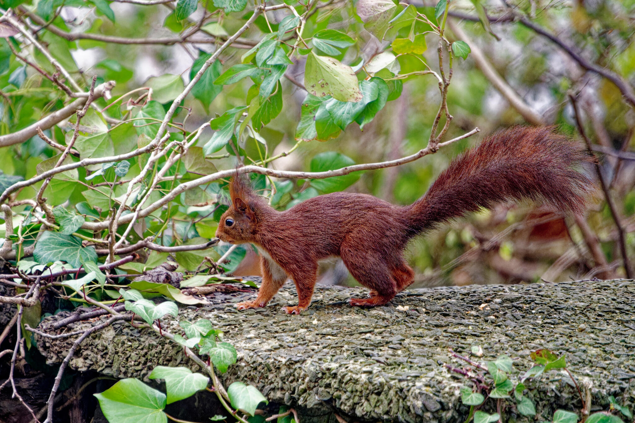 Spip [Photo de Luc Chateau]