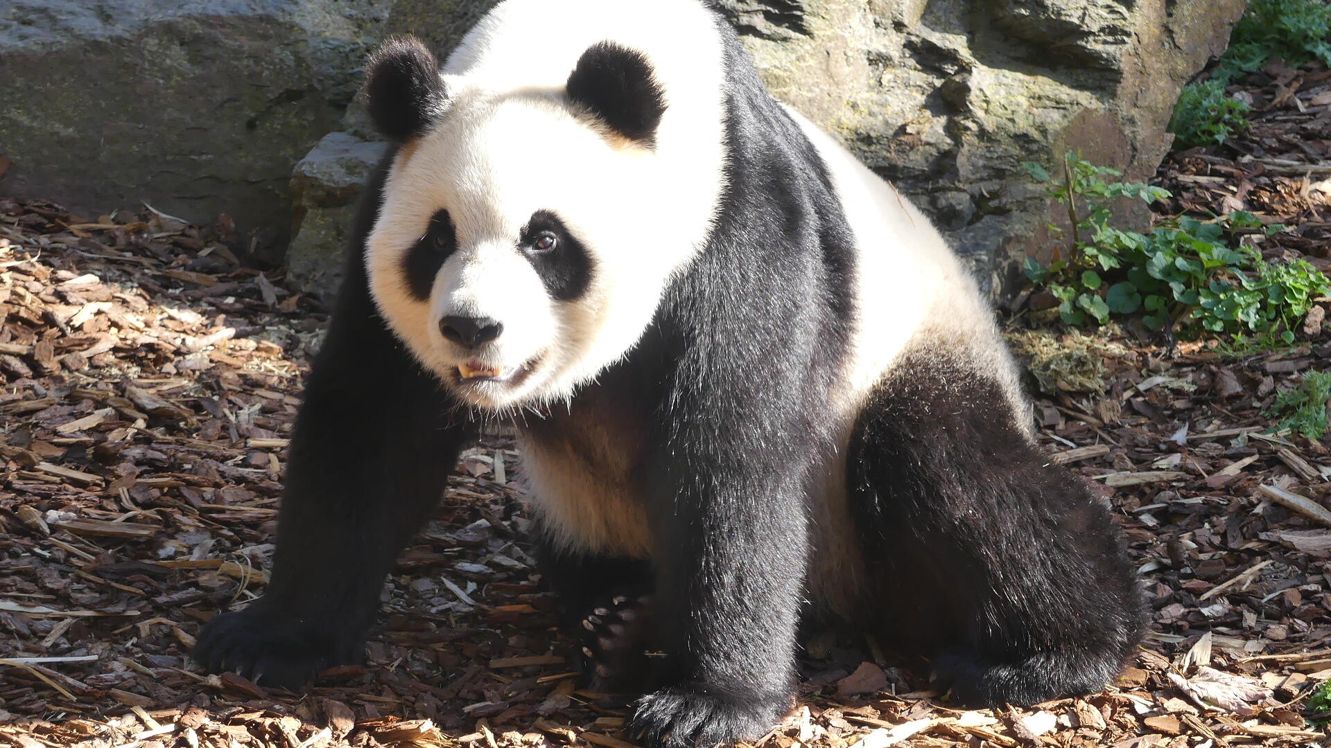 Pandi Panda [Photo de Christiane Géradon]