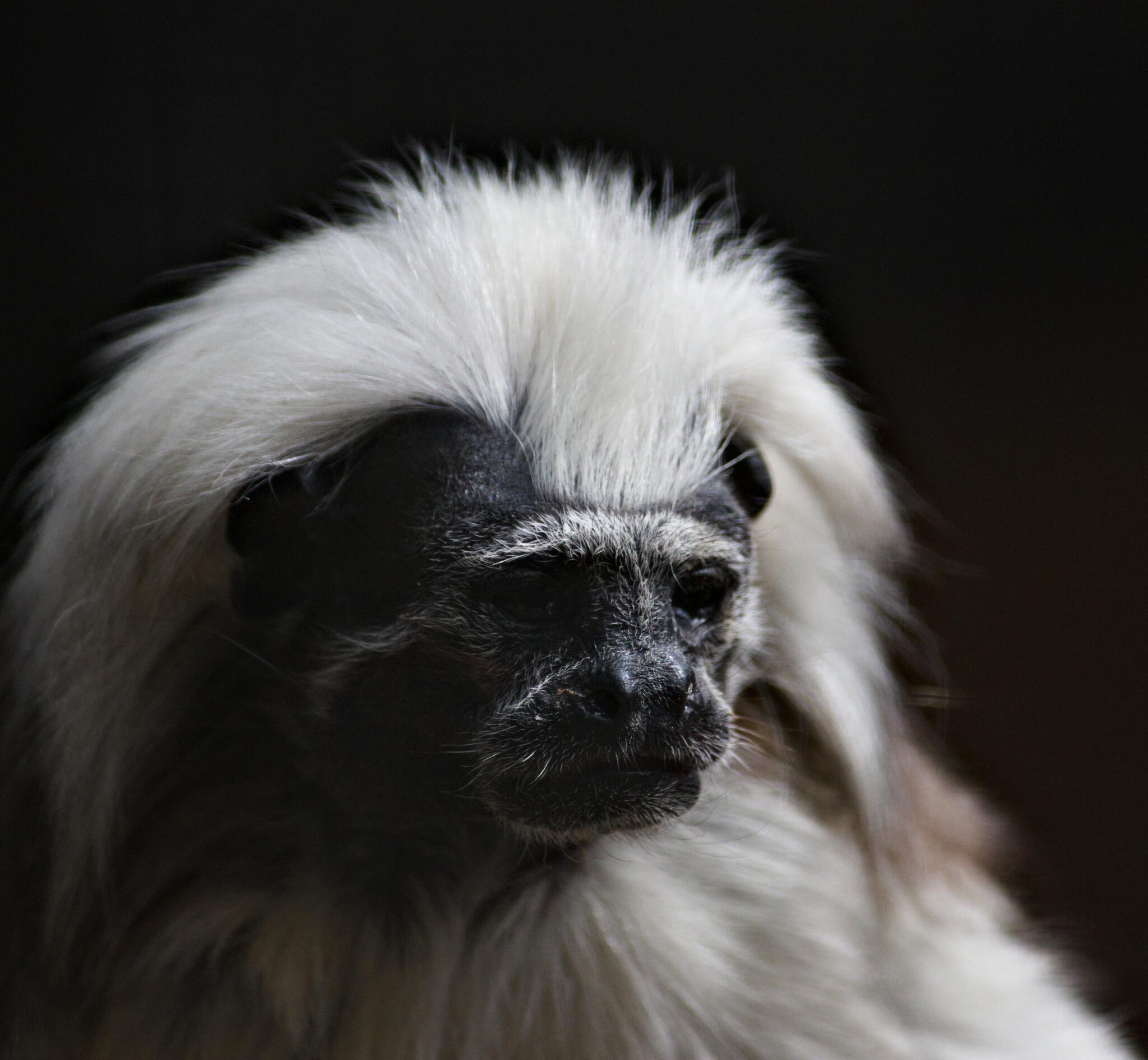 Empereur de la peluche [Photo de Mathieu Piette]