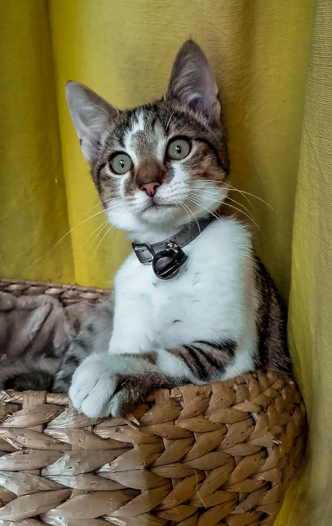 C'est moi le roi ! [Photo de Jean-Marie Vanebempt]