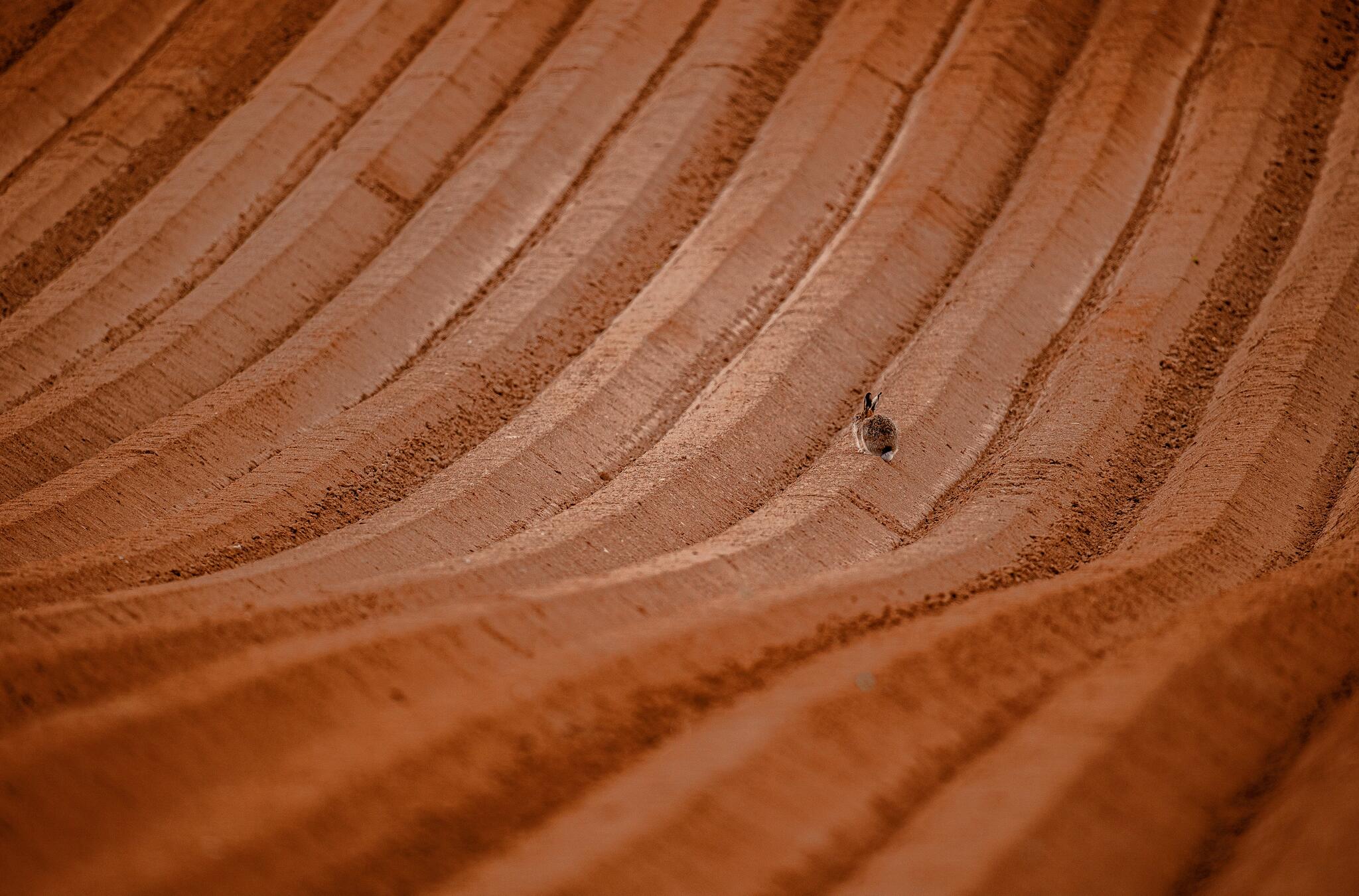 Géométrie d'un paysage agricole [Photo de Géraldine Gonnet]
