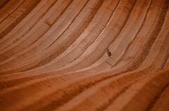 Géométrie d'un paysage agricole