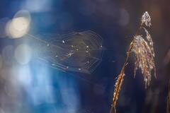 La géométrie et les insectes