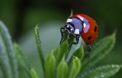 La coccinelle