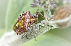 Puce de Jardin