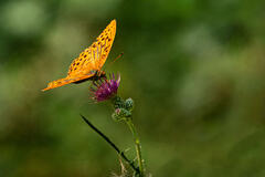 Le papillon de chardon