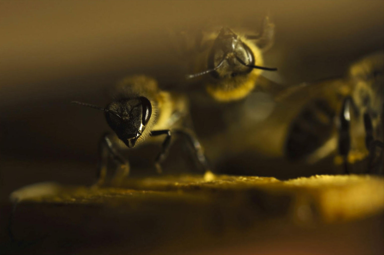 L'extase [Photo de Eric Martini]