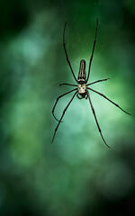 Nephila Pilipes