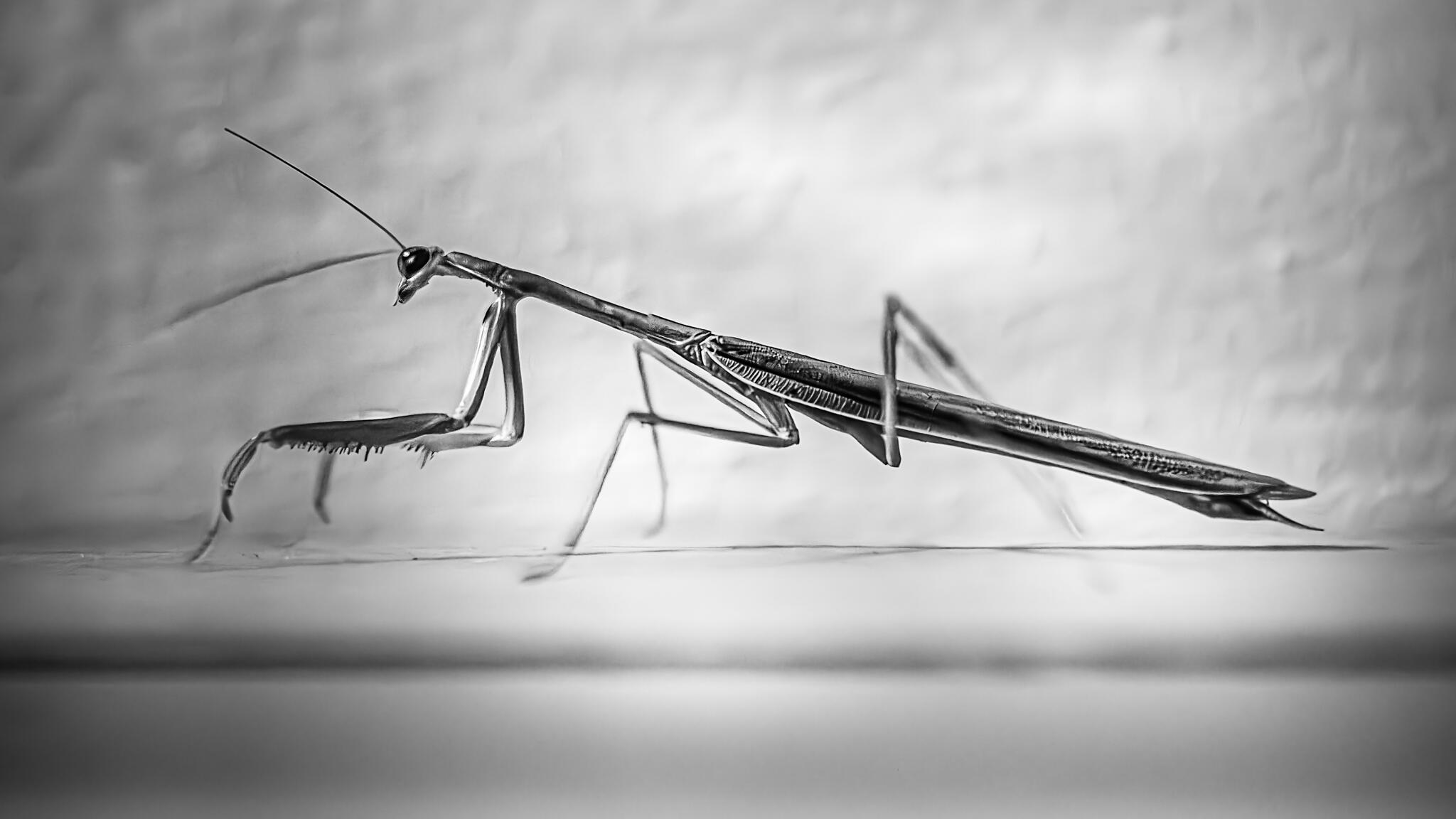 La dévoreuse... [Photo de Pascal Broquet]