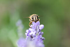 BZZZZ !