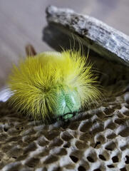 Chenille pudibonde