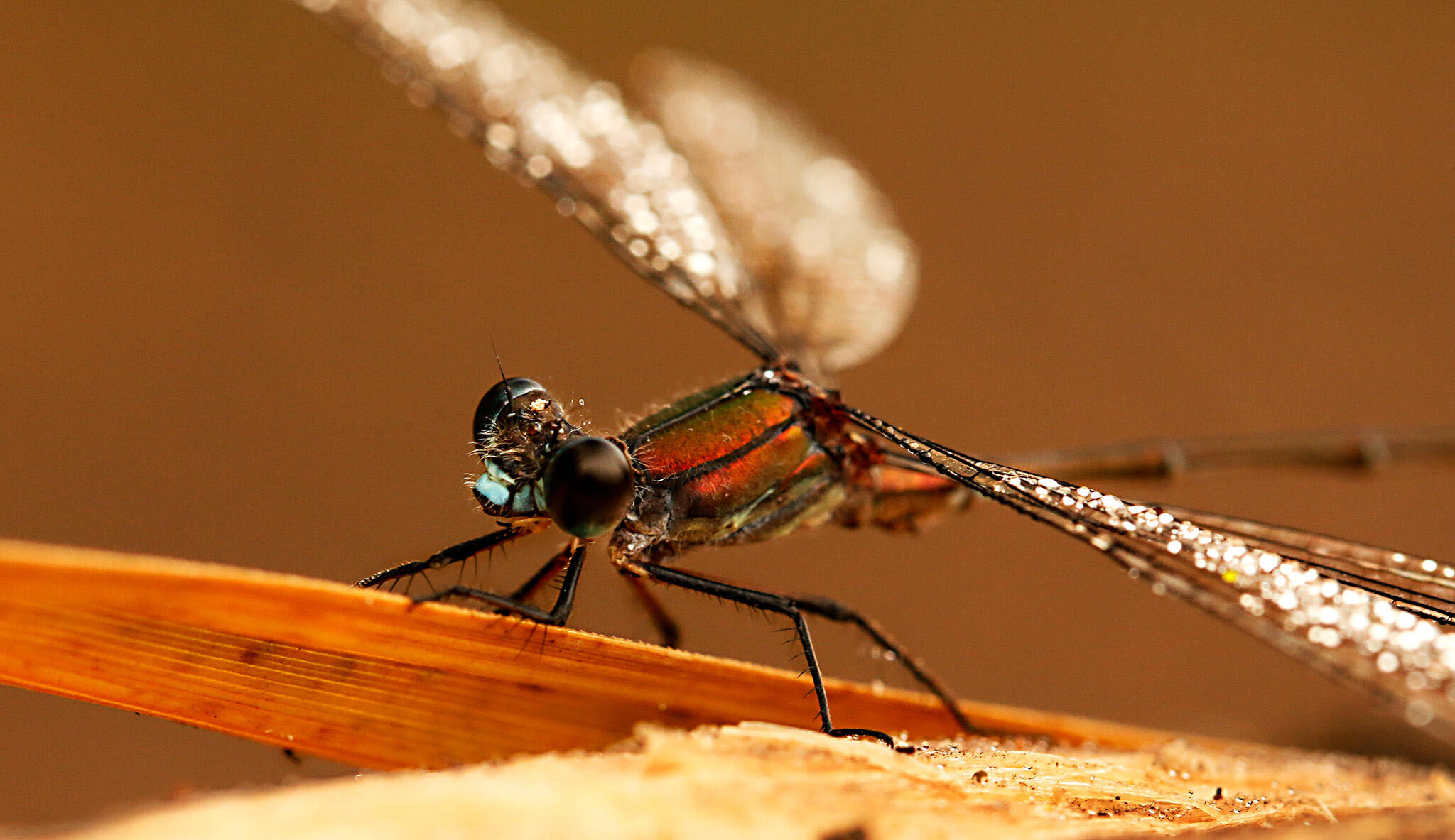 Encore toute mouillée de rosée [Photo de Gina Mourey-Bassani]