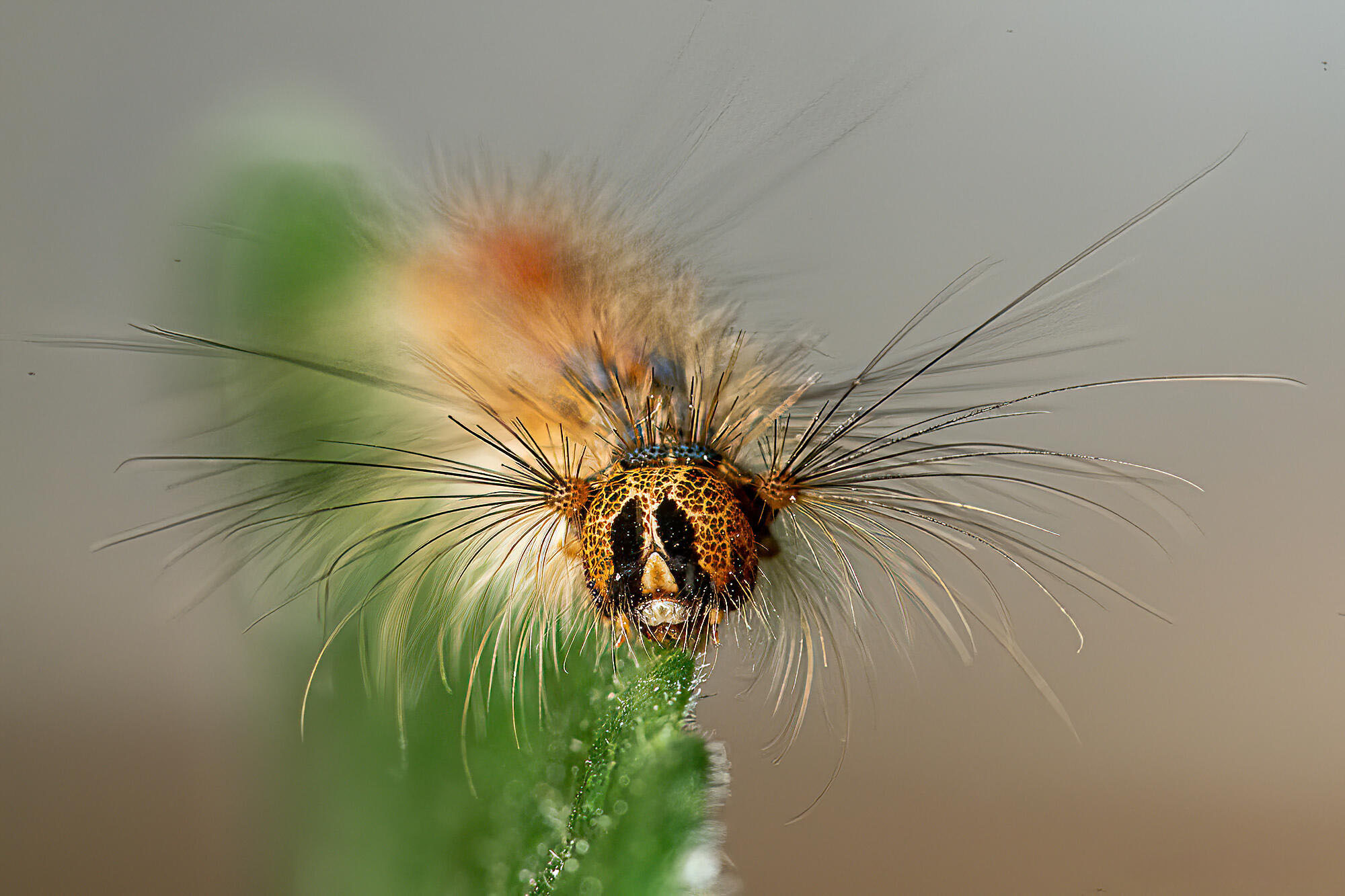 Bombyx Disparata [Photo de Mauricette Martin]