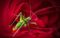 Dans le Rouge