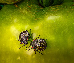 Bla bla sur une tomate...