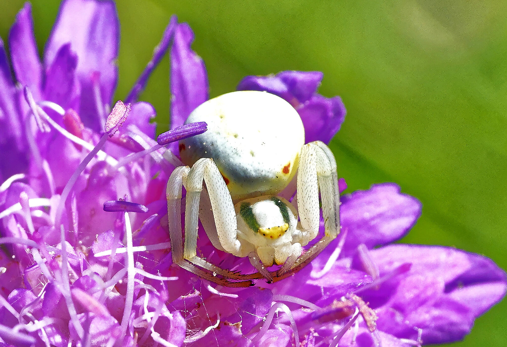 Le Thomise, attention Peter Parker !! [Photo de Gérard Bronnec]