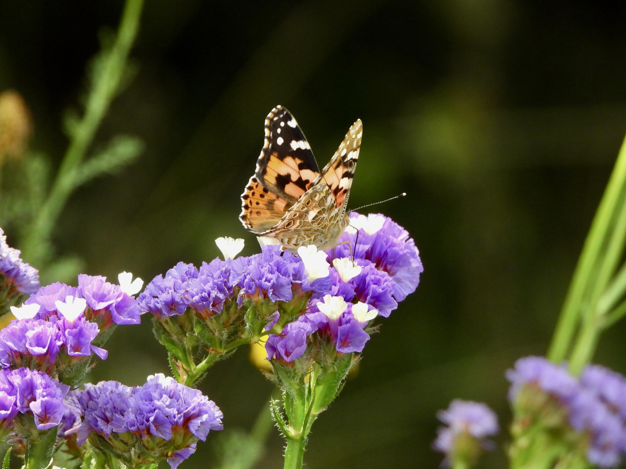 La pollinisation [Photo de Dani Moore]