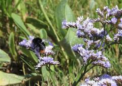 L'abeille ,une Nécessité absolue