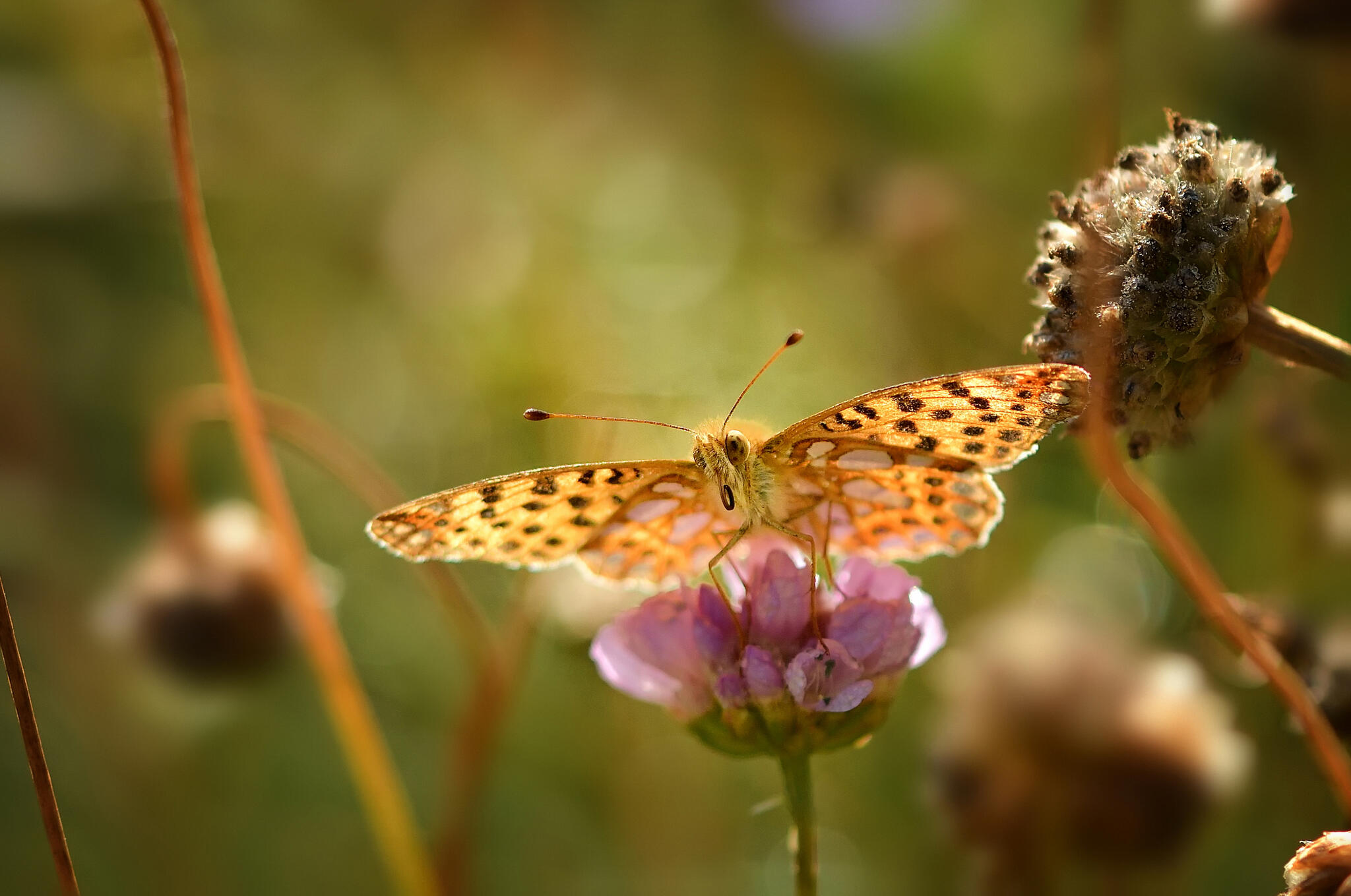 Le petit [Photo de Jean-Marie Aldenhoff]