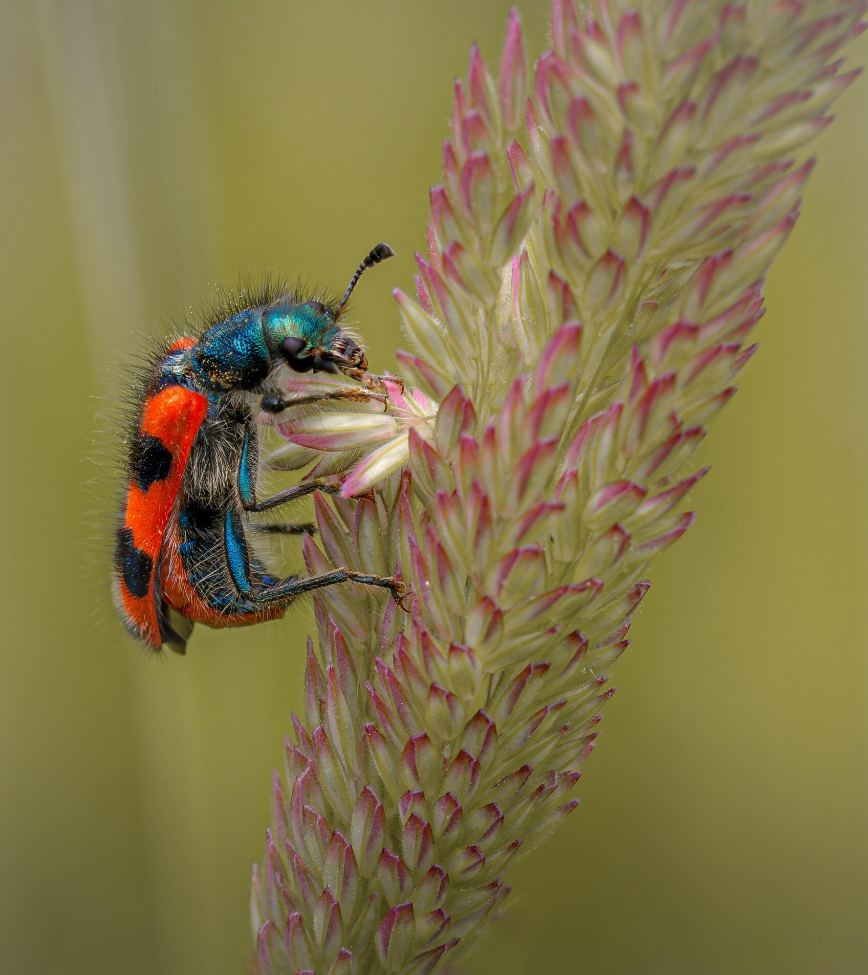 Trichodes alvearius [Photo de Nathalie Bianchetti]