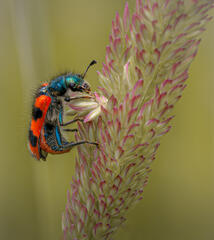 Trichodes alvearius