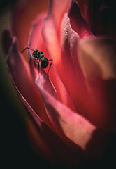 La fourmi et la rose