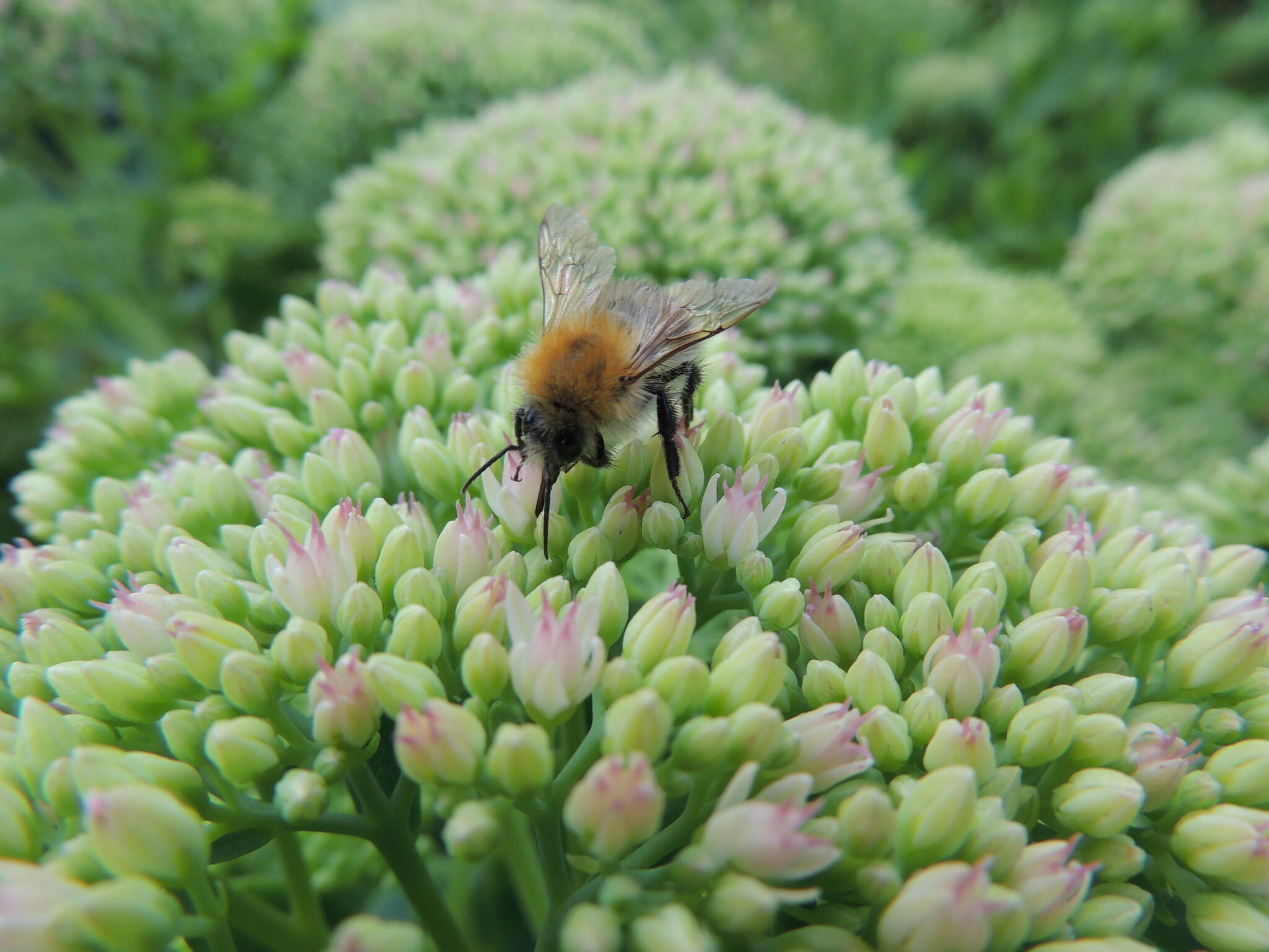 Je butine [Photo de Claudine Diricq]
