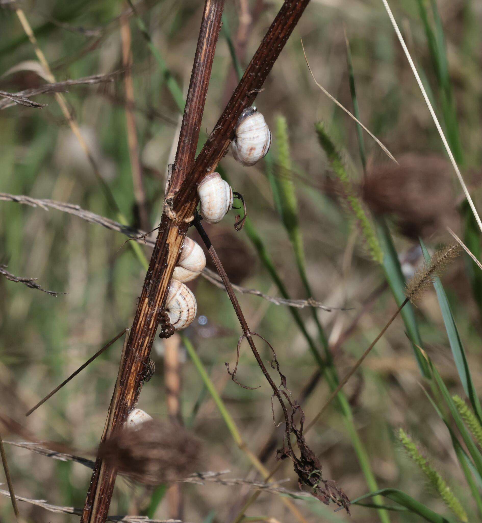 4 à la suite [Photo de Jean Putzeys]