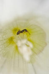 Dans les tréfonds d'une fleur