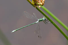 Belle demoiselle
