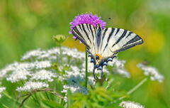 Machaon, Machaon, six plombes du mat.( années 80)..