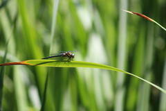 L'hélicoptère