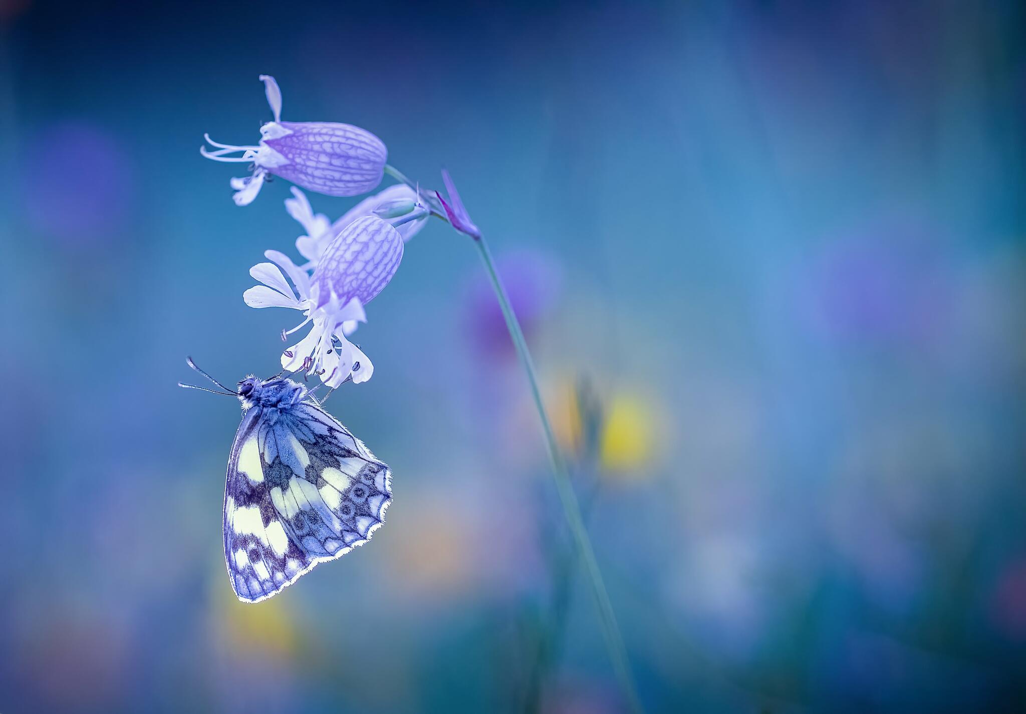 Blue evening [Photo de Nathalie Aubecq]
