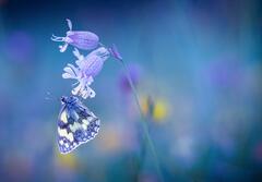 Blue evening