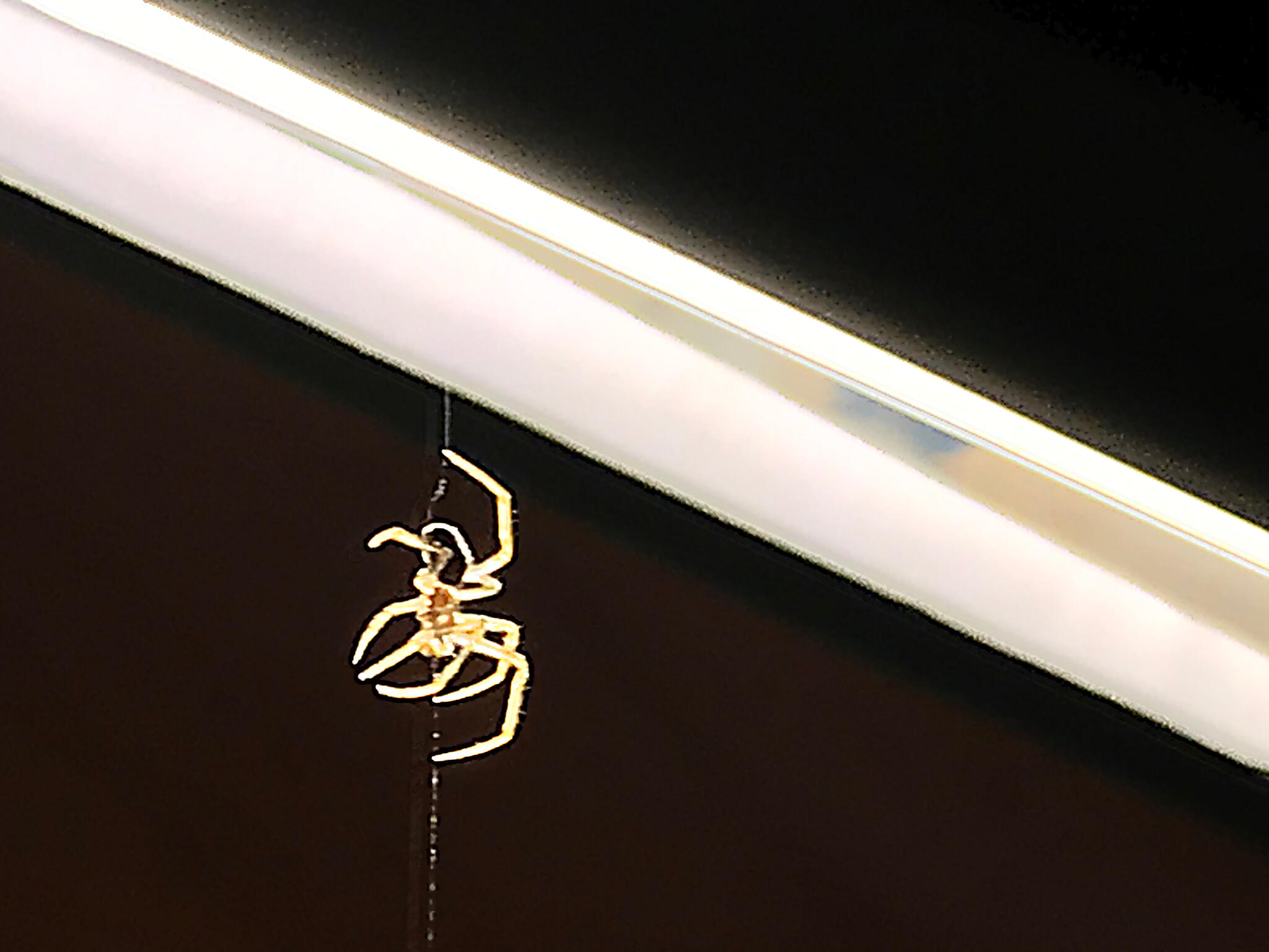 La visiteuse du soir [Photo de Emmanuel Bonjour]