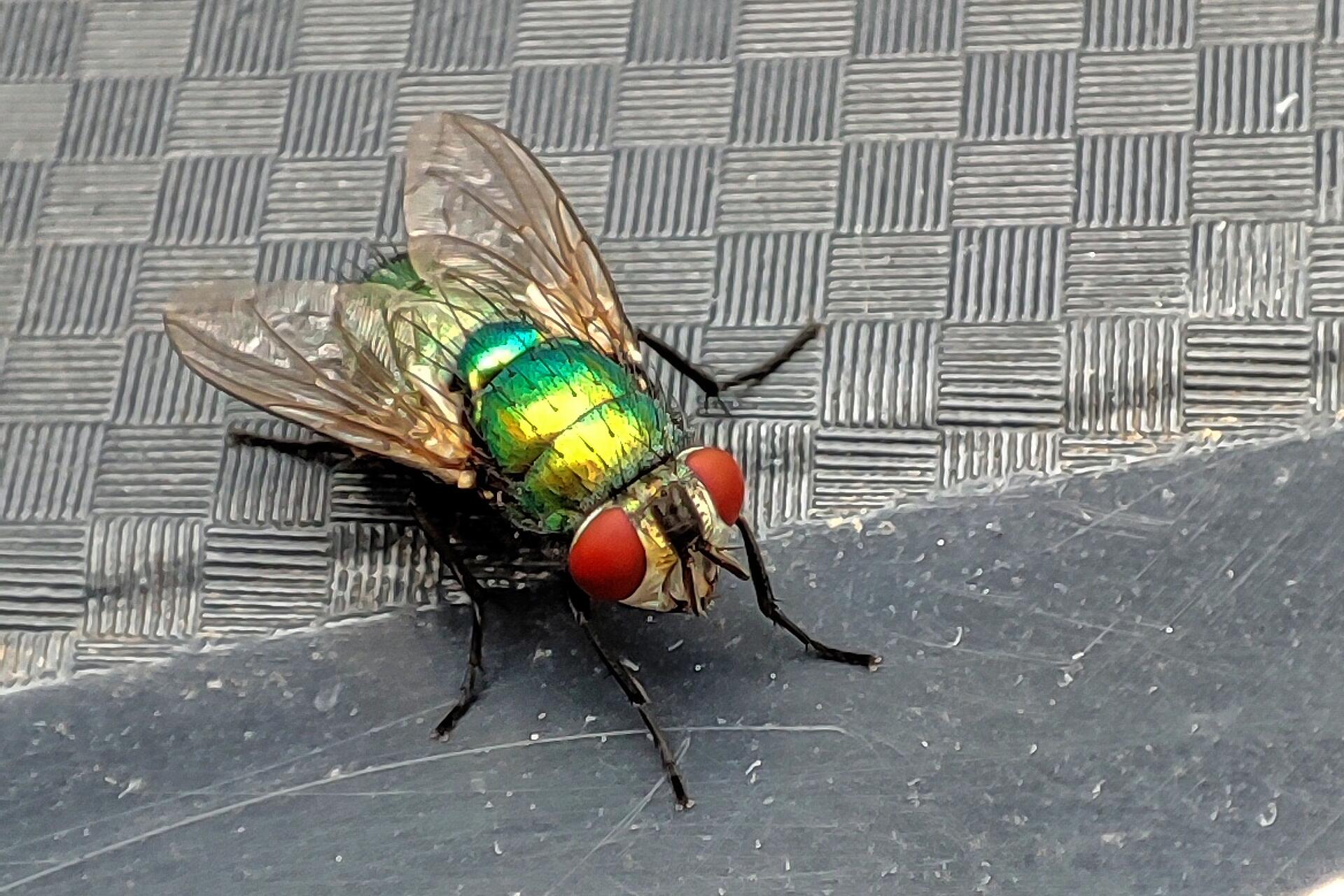 Faut pas prendre la mouche [Photo de Dominique Franssen]