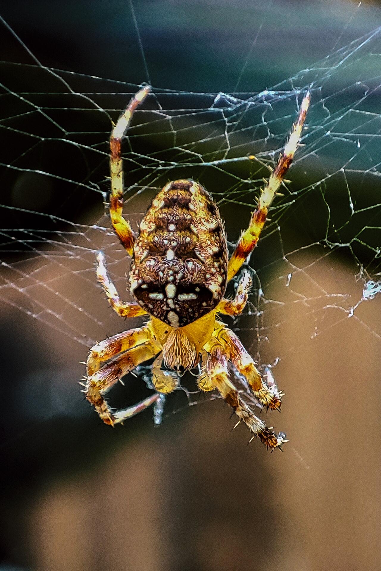 Araignée du matin chagrin araignée du soir Espoir [Photo de Dominique Franssen]