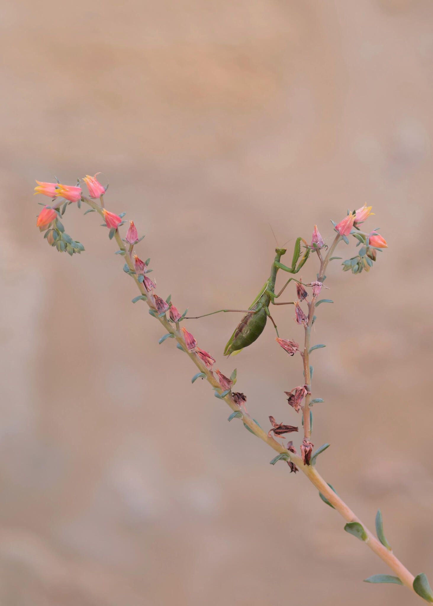 Je te vois [Photo de Anne-Marie Robert]