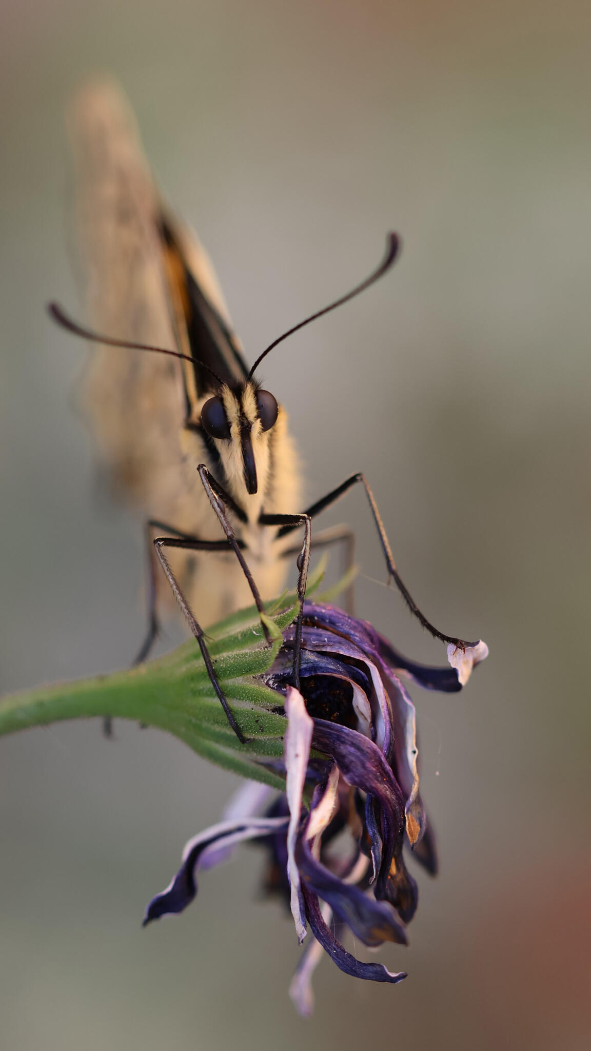 Naissance du beau machaon [Photo de Anne-Marie Robert]