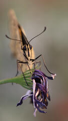 Naissance du beau machaon
