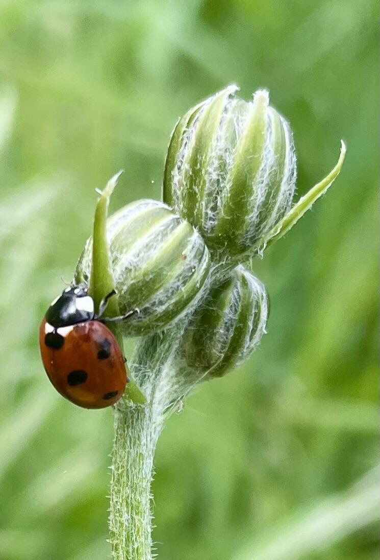 A l'assaut ! [Photo de Jean-Pol Albert]