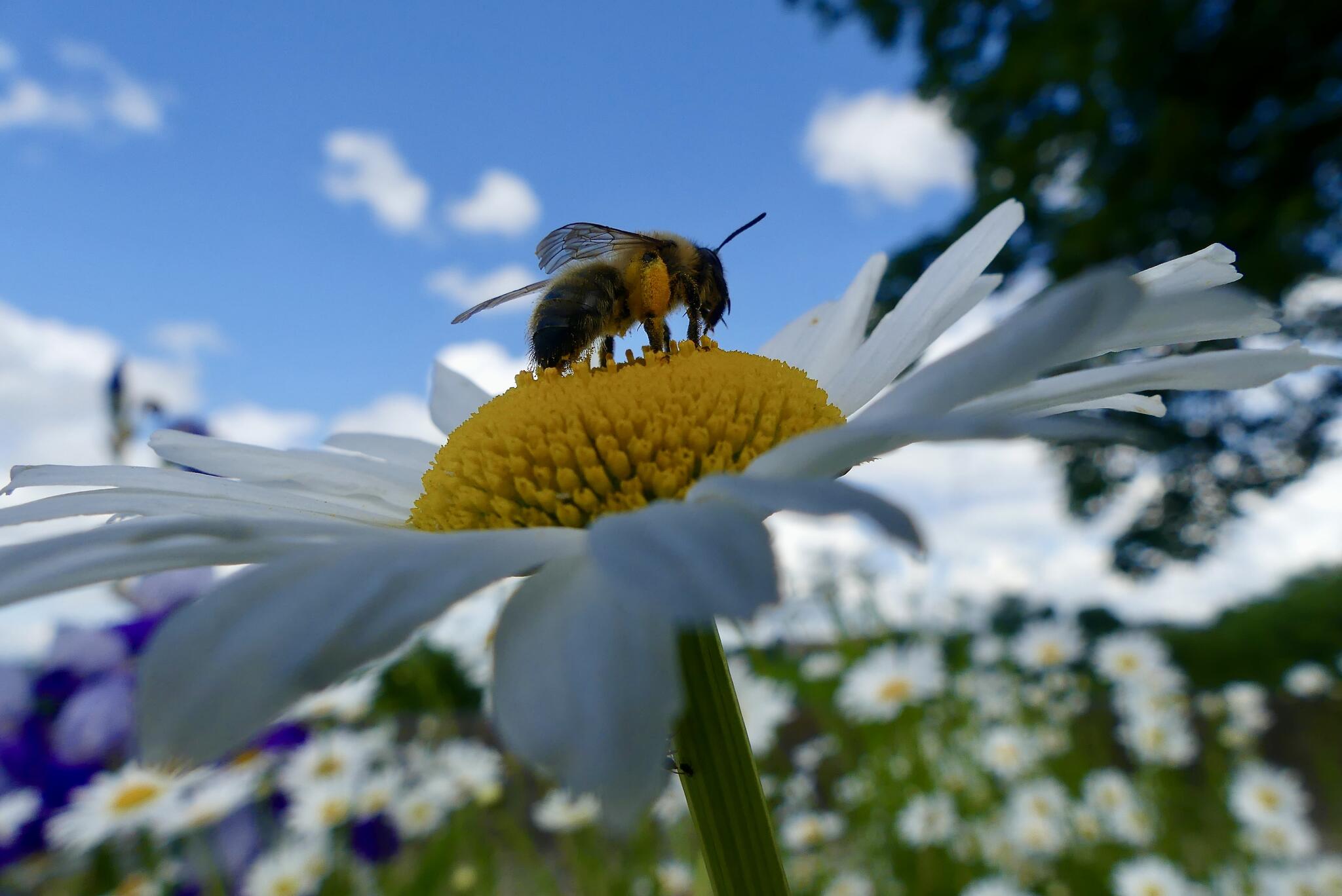 Au travail [Photo de Virginie Crevoisier]
