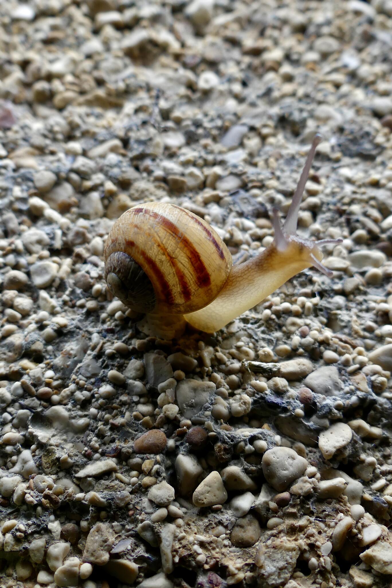 Rien ne sert de courir il faut partir à point [Photo de Virginie Crevoisier]