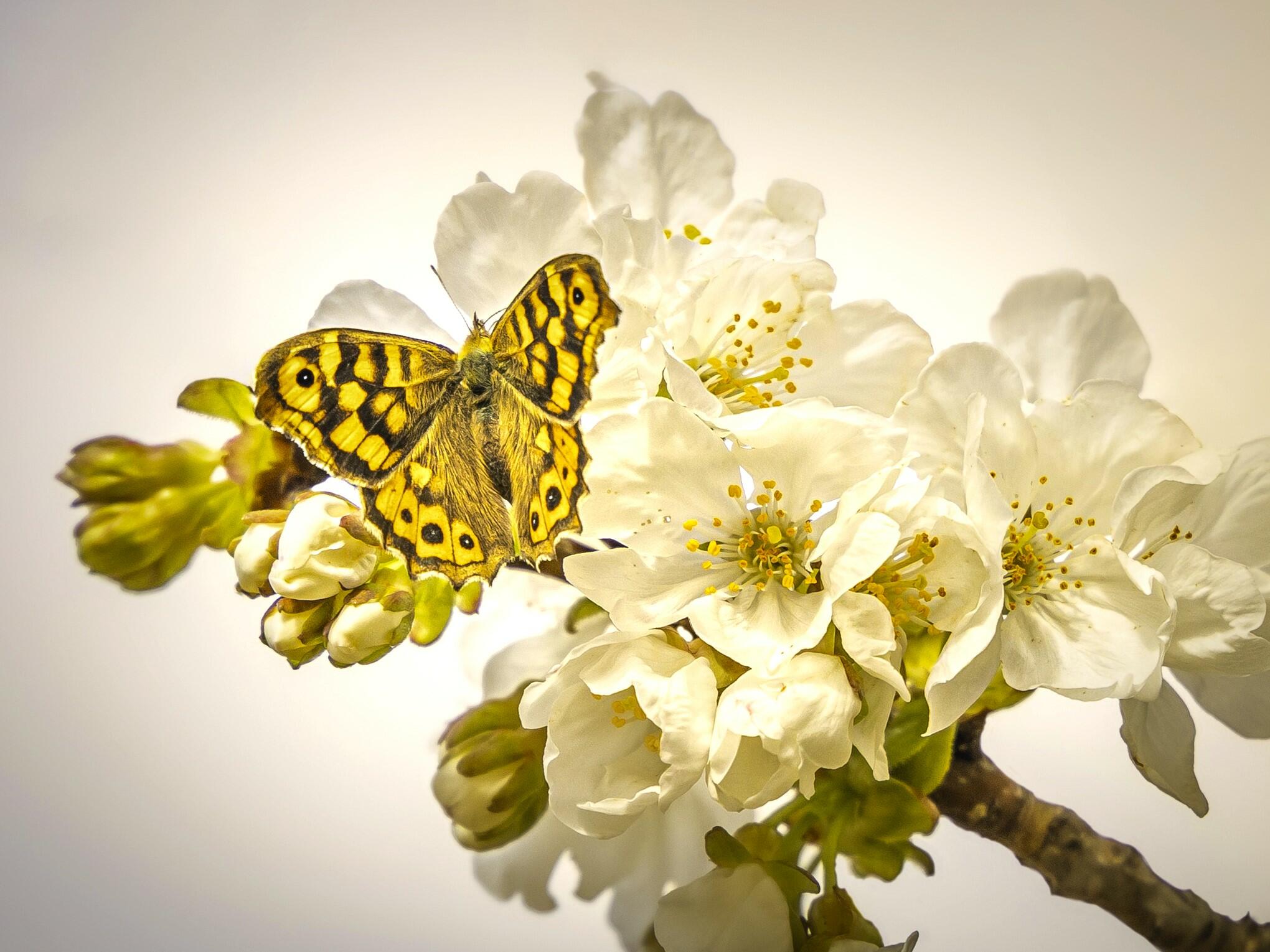 Joli papillon [Photo de Maïté Martinol]